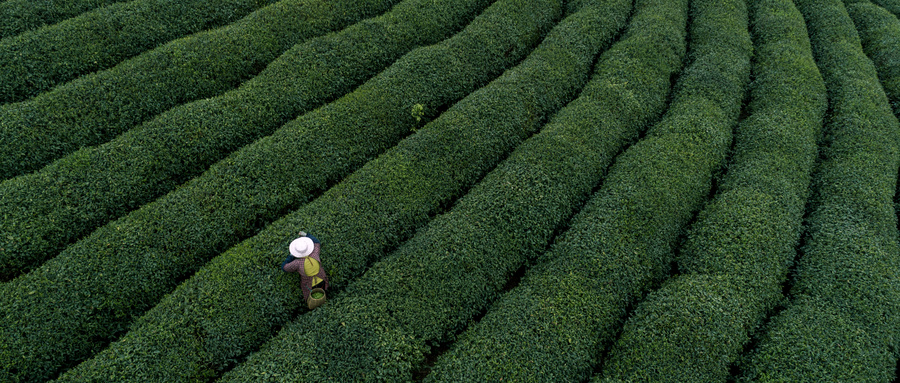 Сад Чай в Ханчжоу